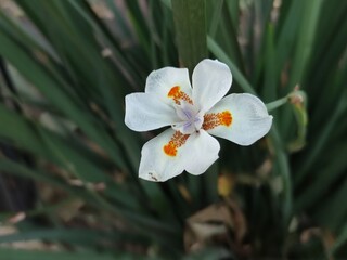 Wall Mural - flor de orquídea blanca ,white orchid flower	