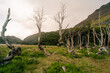 © IBRESTER - dead trees damaged by beavers in Patagonia