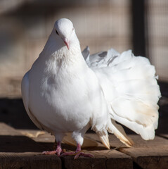 Sticker - Portrait of a white dove on a farm