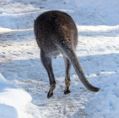 Poster - Kangaroo on white snow in winter