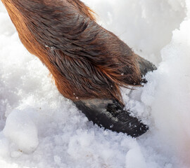 Sticker - Deer hooves on white snow. Close-up