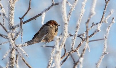 Poster - Sparrows on snowy tree branches in winter