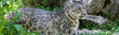 snow leopard (Panthera uncia), banner art template 