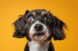 Funny portrait of a dog whose face shows stress, alertness, worry, fear, and begging. Stands out against a yellow background. Generative AI 