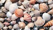 variety of sea shells from beach background