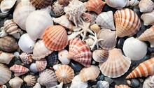 Variety Of Sea Shells From Beach Background