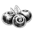 Blueberry vector vintage ink drawing