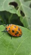 Female Hibiscus Flower Beetle
