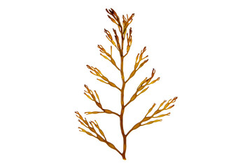 Brown algae frond isolated transparent png. Branchy seaweed.