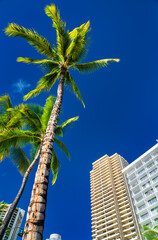Wall Mural - Palm Tree and hotel at Waikiki beach in Honolulu - Hawaii, USA