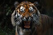 Fierce tiger showing teeth in a roar - A close-up shot capturing the intensity and ferocity of a tiger as it roars, displaying its sharp teeth and powerful stance