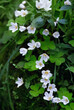 white flowers of wood sorrel oxalis acetosella close up in forest. spring seasonal wild plants Shamrock oxalis acetosella. Health Medicinal plant with anti-inflammatory, digestive