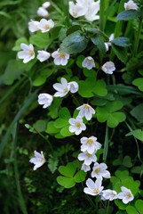 Wall Mural - white flowers of wood sorrel oxalis acetosella close up in forest. spring seasonal wild plants Shamrock oxalis acetosella. Health Medicinal plant with anti-inflammatory, digestive