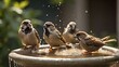 On a steamy summer's day, house sparrows bathe and splash around in a birdbath.