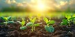 Soybean plants sprouting and growing in the field reaching for the sun, Generative AI 