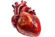 Anatomy of human heart isolated on transparent background