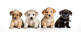 Fototapeta Dziecięca - Puppies with blank signs hiding their faces on white background.