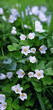 white flowers of wood sorrel oxalis acetosella close up in forest. spring seasonal wild plants Shamrock oxalis acetosella. Health Medicinal plant with anti-inflammatory, digestive. vertical banner