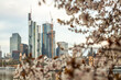Cherry blossoms on a river bank in the middle of a big city. Spring with a view of the skyline of the financial district and the high-rise buildings of Frankfurt, Hesse