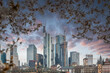 Cherry blossoms on a river bank in the middle of a big city. Spring with a view of the skyline of the financial district and the high-rise buildings of Frankfurt, Hesse