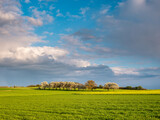 Fototapeta Las - Spring landscape of fields and cherry trees under dramatic stormy sky