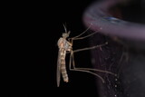 Fototapeta Sawanna - mosquito on the edge of the glass