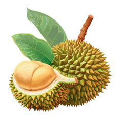 Still life photography of two durian fruits with leaves on a transparent background