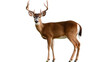 deer  isolated on transparent background
