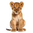 young lion cub isolated on transparent background
