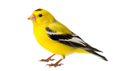 Wall Mural - A vibrant yellow bird adorned with striking black and white feathers perches on a branch