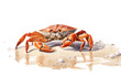 A vibrant painting of a crab exploring the sandy beach under a clear blue sky