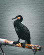 Cormorant on the deck of an old ship. Toned.