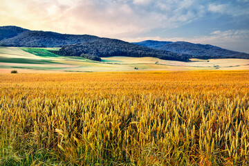 Wall Mural - Campo de trigo en Morales