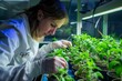 Researcher with GMO plants in the laboratory. Researcher with GMO plants. Genetically modified organism or GEO here transgenic plant is an plant whose genetic material has b