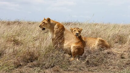 Wall Mural - two lionesses in the grass in the savannah. tanzania. serengeti national park.