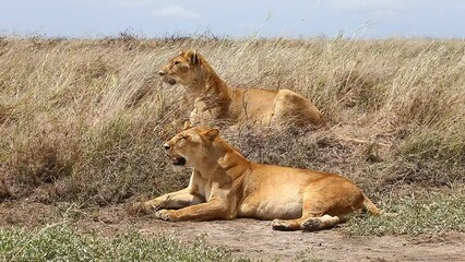 Wall Mural - Two lionesses are lying in the grass in the savannah. Tanzania. Serengeti National Park.