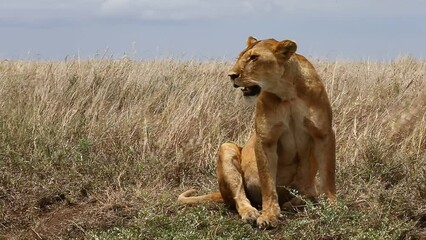 Wall Mural - lioness is sitting in the grass in the savannah. tanzania. serengeti national park.