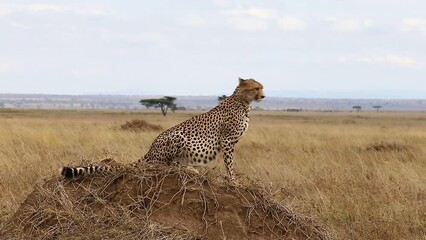 Wall Mural - cheetah is sitting on a low hill against the backdrop of the savannah. tanzania. serengeti national 
