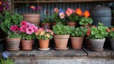 Fototapeta Storczyk - many kind of flower pots , home backyard springtime flower bed gardening concept, tranquil sustainable, generative Ai