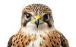 © FMSTUDIO - Stunning close-up of a powerful bird of prey perched on a white background