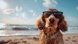 dog in sunglasses on the beach near the ocean