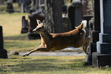 Wall Mural -  Alert urban Wildlife a photograph of a White-tailed Deer running in a cemetery 