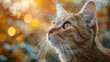 Cat looking up at sky, domestic animals, outdoors, feline, whisker