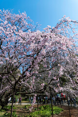 Canvas Print - 東京都文京区駒込にある枝垂れ桜の景色