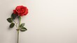 Red rose, A single red rose, a timeless and romantic backdrop for expressions of love or floral sentiments