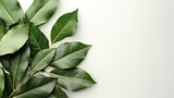 Fototapeta  - Fresh, dulcet bay leaf exquisitely decorated over a white setting herbs uses for lovely health and space, Generative AI.