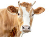 Head of cow with brown spots isolated on transparent background