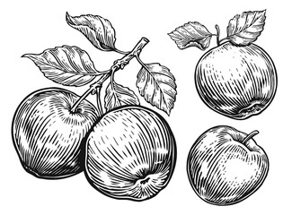 Apples set. Fruits drawings in vintage engraving style. Hand drawn sketch illustration