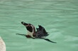 Swimming penguins 
