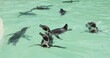 Swimming penguins 